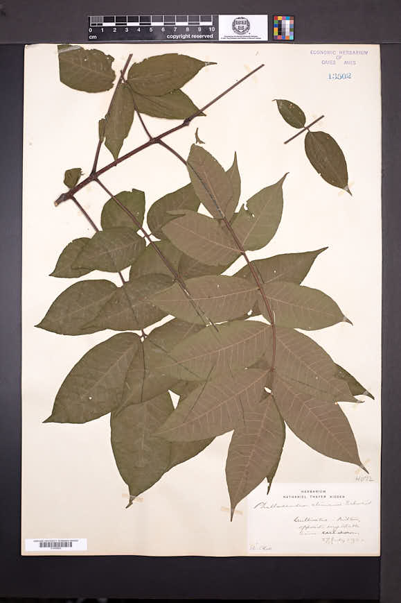 Image of Phellodendron chinense