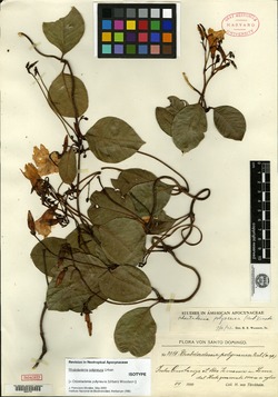 Image of Odontadenia polyneura