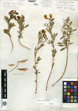 Lathyrus pannonicus image