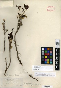 Image of Toxicodendron pumilum