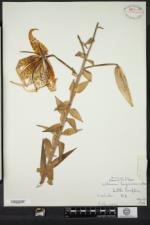 Lilium lancifolium image