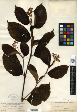 Image of Begonia cooperi