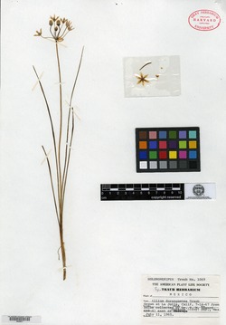 Image of Allium durangoense