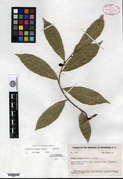 Image of Casearia elegans