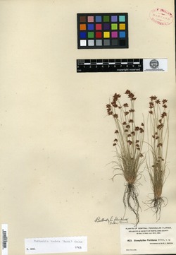 Stenophyllus floridanus image