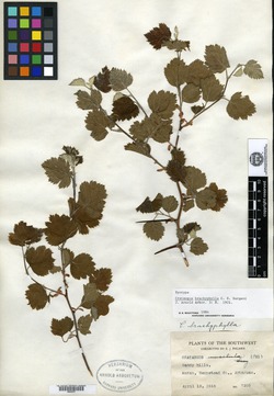 Crataegus brachyphylla image