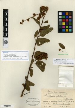 Image of Waltheria glabra