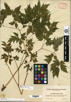 Actaea viridiflora image