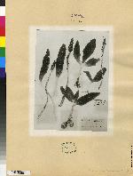 Piperia elegans image
