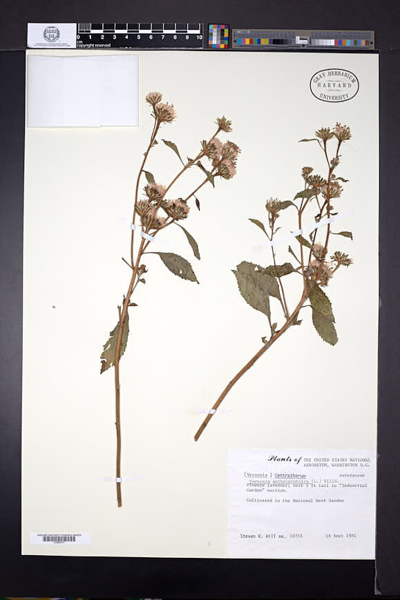 Vernonia anthelmintica image