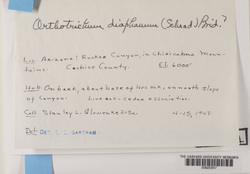 Orthotrichum diaphanum image