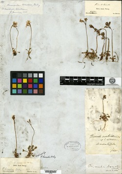 Image of Primula borealis