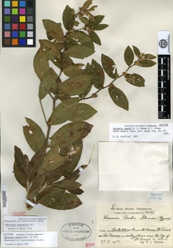 Vernonia reedii image
