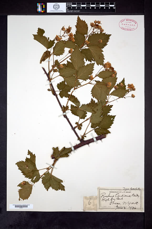 Rubus cardianus image