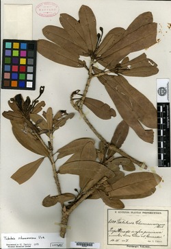 Image of Tabebuia schumanniana