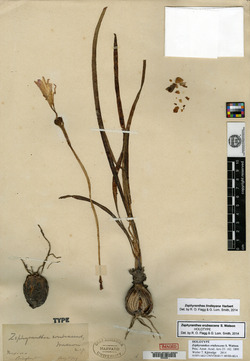 Image of Zephyranthes erubescens