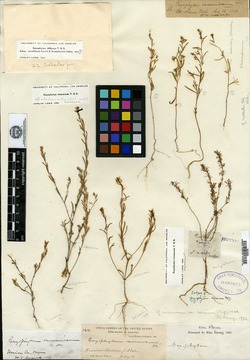 Gayophytum caesium image