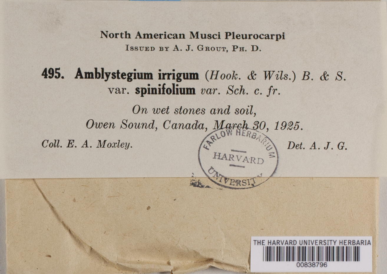 Hygroamblystegium tenax var. spinifolium image