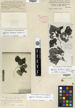 Eupatorium prionophyllum var. asymmetrum image