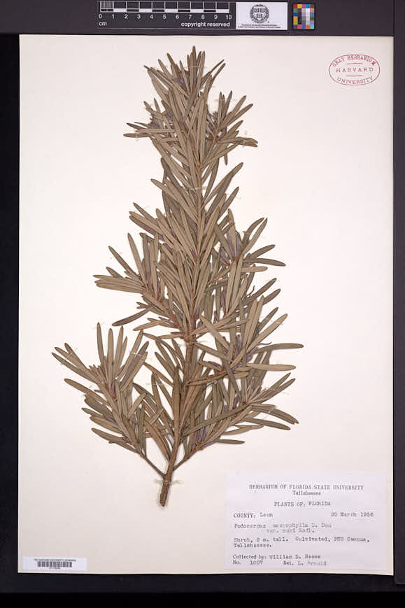 Podocarpus macrophyllus var. maki image