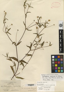 Image of Melampodium arenicola