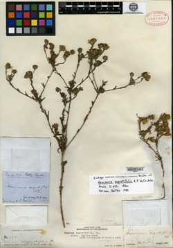 Hemizonia angustifolia image
