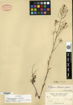 Thelypodium lilacinum image