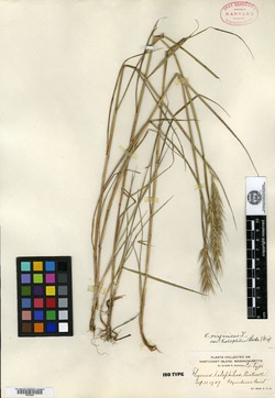 Elymus halophilus image