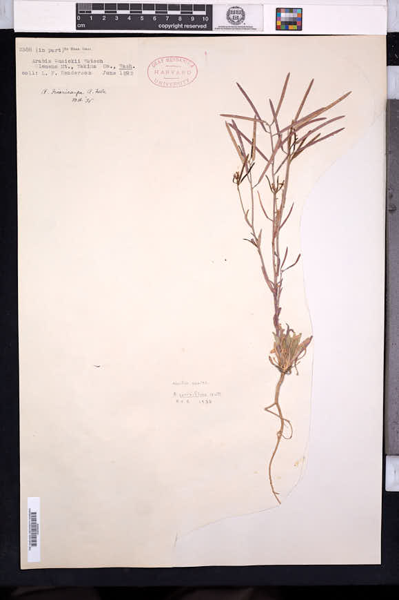 Arabis sparsiflora var. sparsiflora image