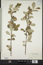 Aronia × prunifolia image