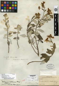 Image of Zaluzania mollissima