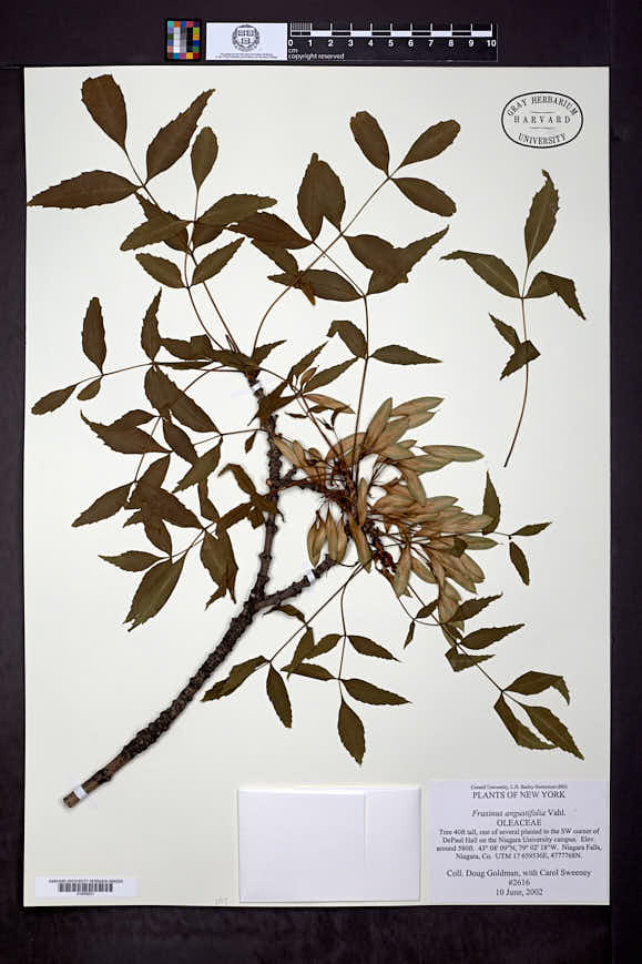 Image of Fraxinus angustifolia