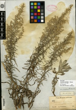 Artemisia cuneifolia image