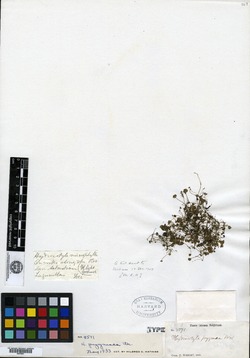 Image of Hydrocotyle pygmaea