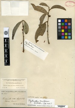 Phyllanthus tuerckheimii image