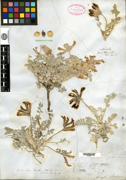 Phaca mollissima image