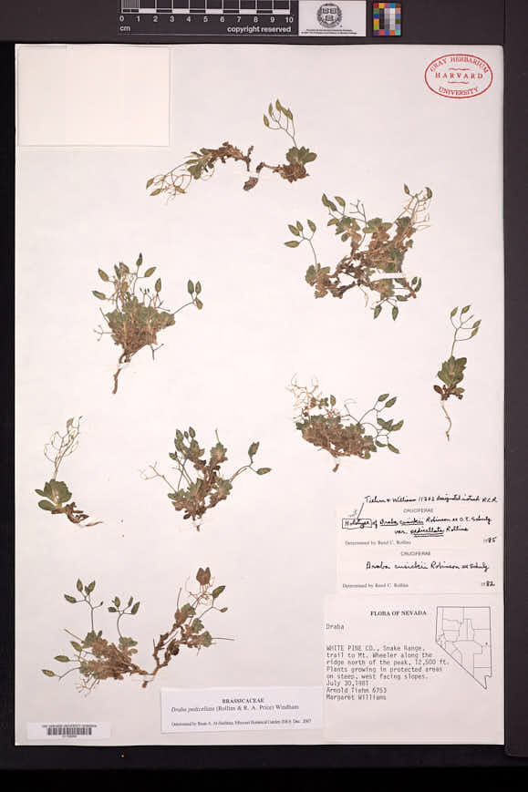 Draba cusickii var. pedicellata image