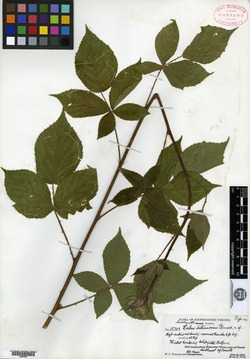 Rubus subinnoxius image