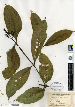 Image of Faramea occidentalis