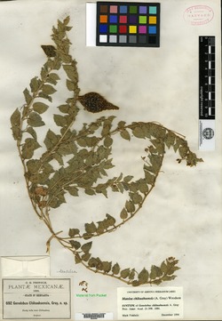 Gonolobus chihuahuensis image