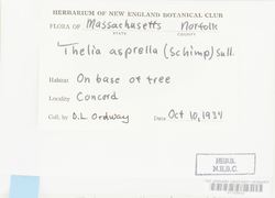 Thelia asprella image