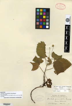 Image of Perityle grandifolia