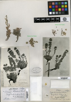 Image of Oreocarya sheldonii