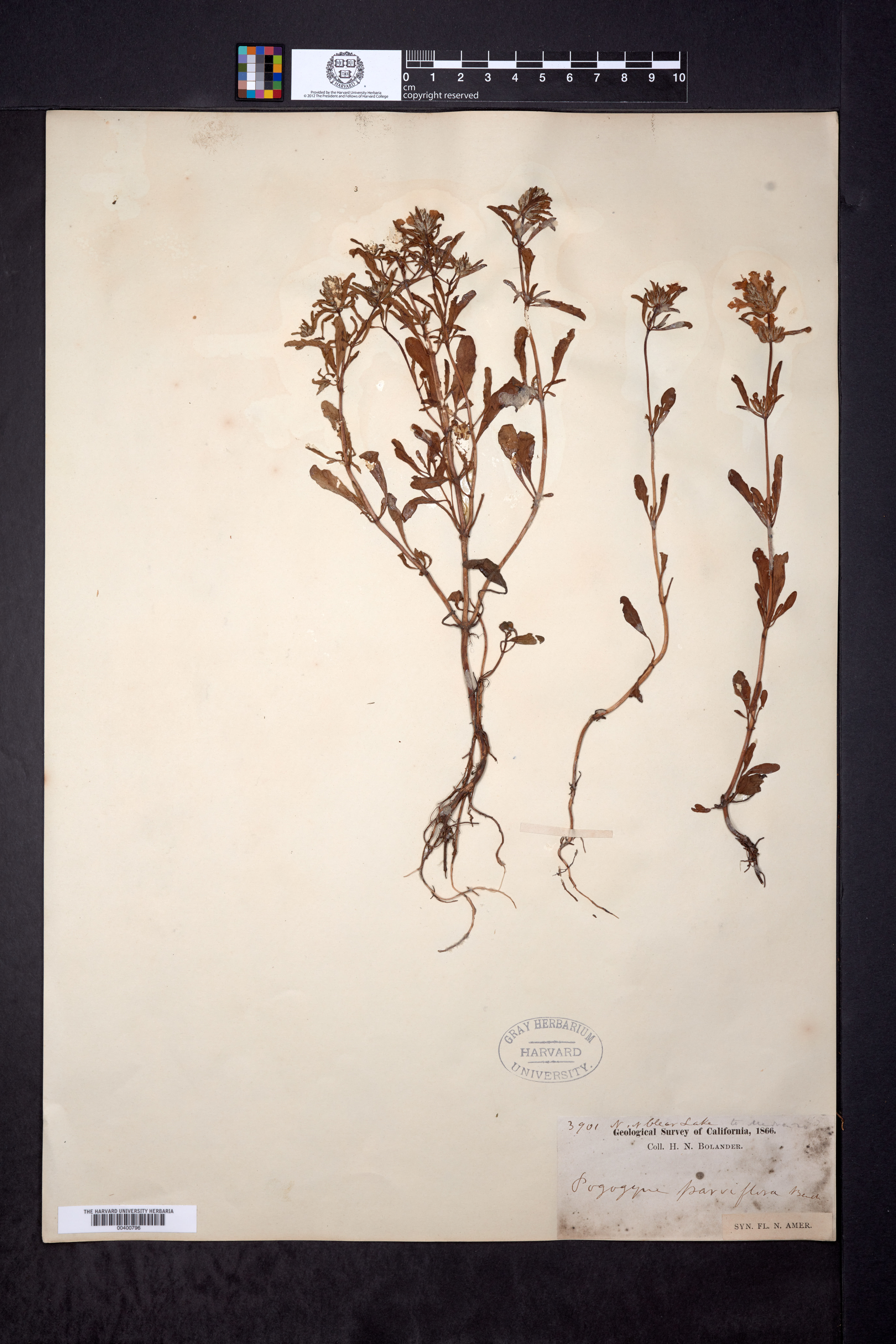 Pogogyne douglasii subsp. parviflora image