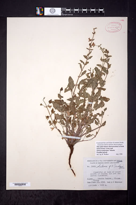 Salvia henryi image