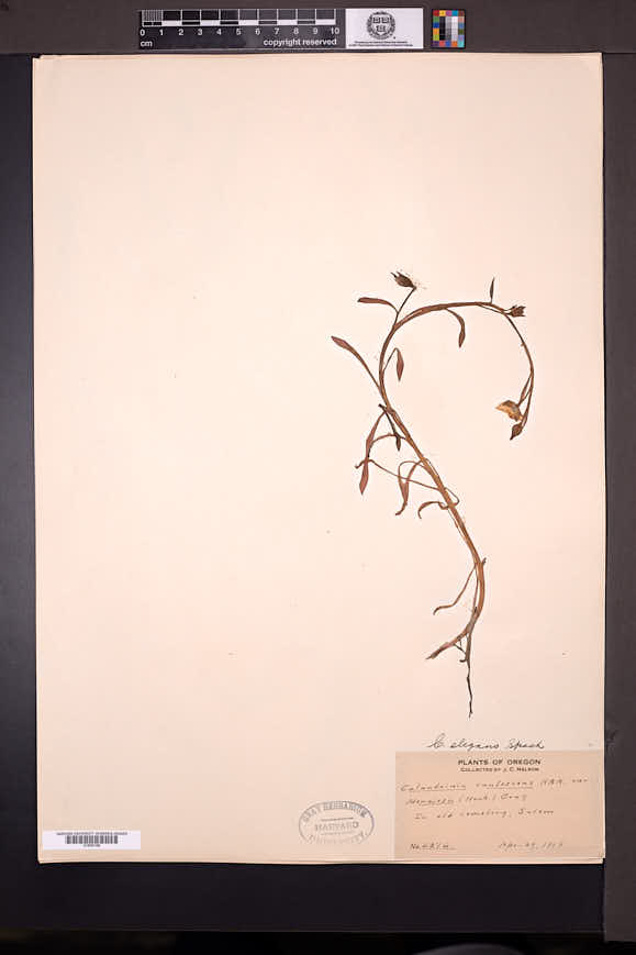 Calandrinia elegans image
