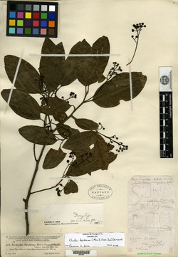 Image of Nectandra heydeana