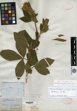 Image of Thermopsis macrophylla