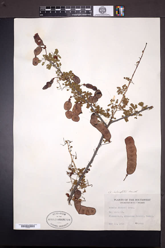Acacia wrightii image