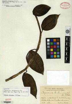 Image of Peperomia dondonensis